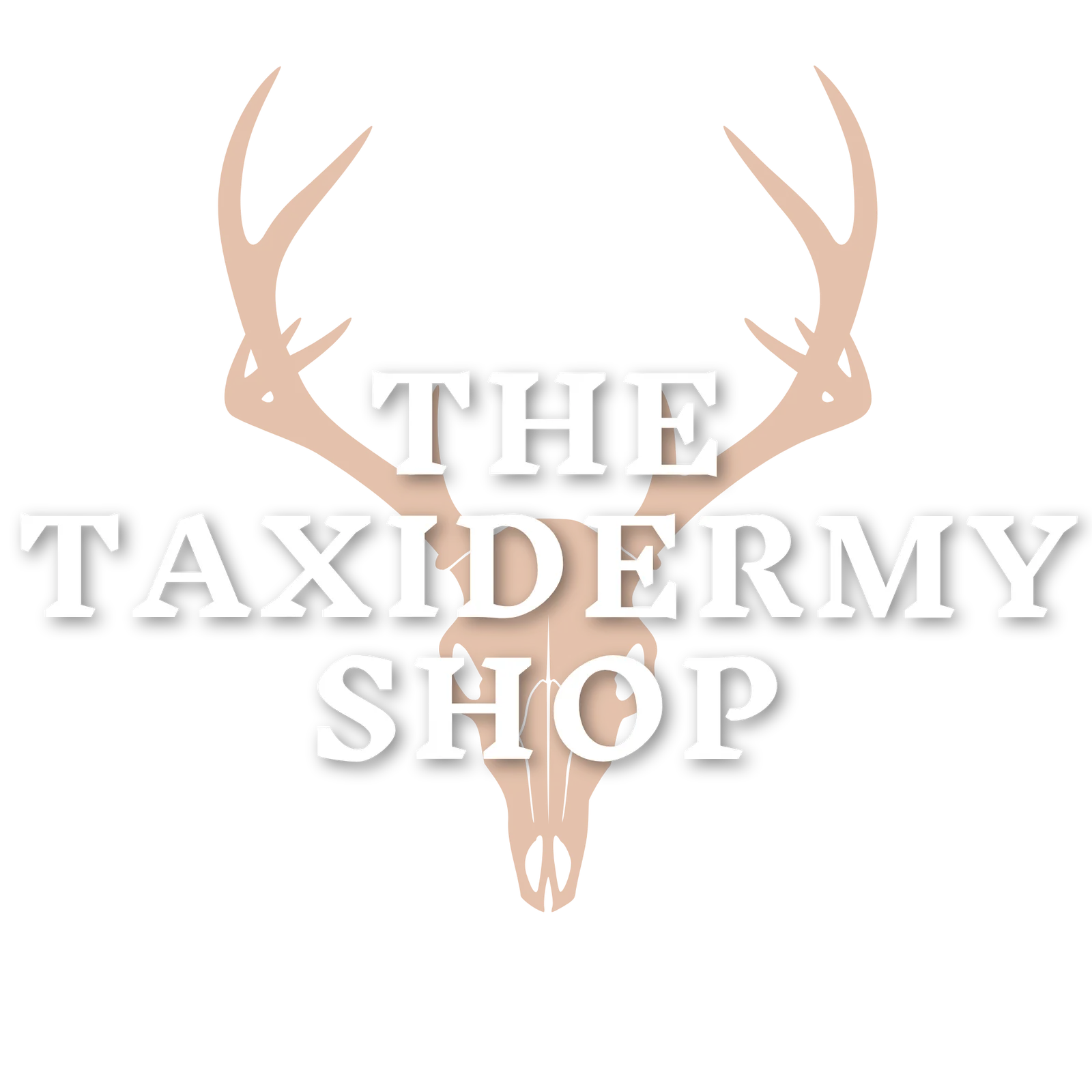 The Taxidermy Shop