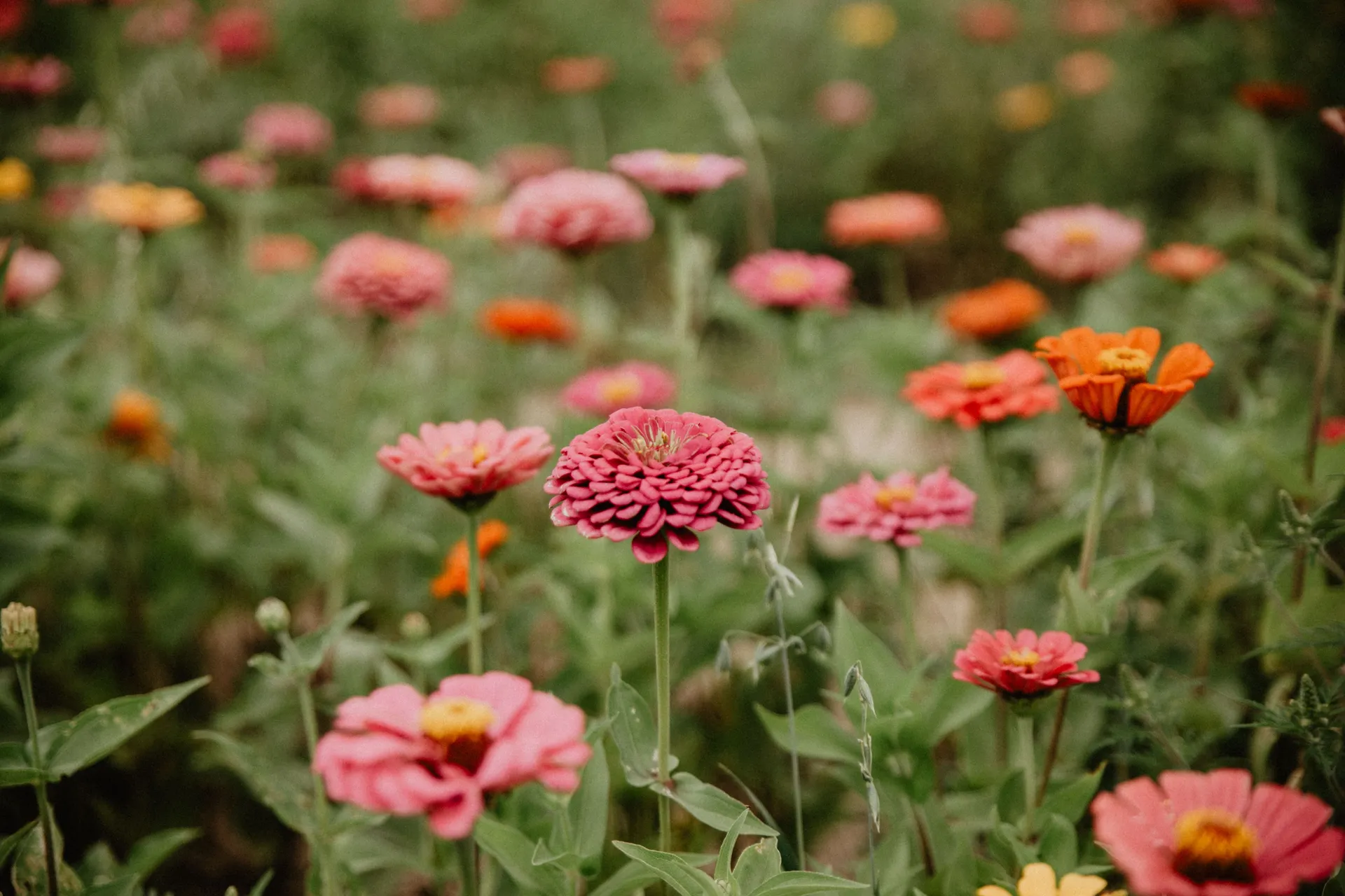 Wildflowers in soft light