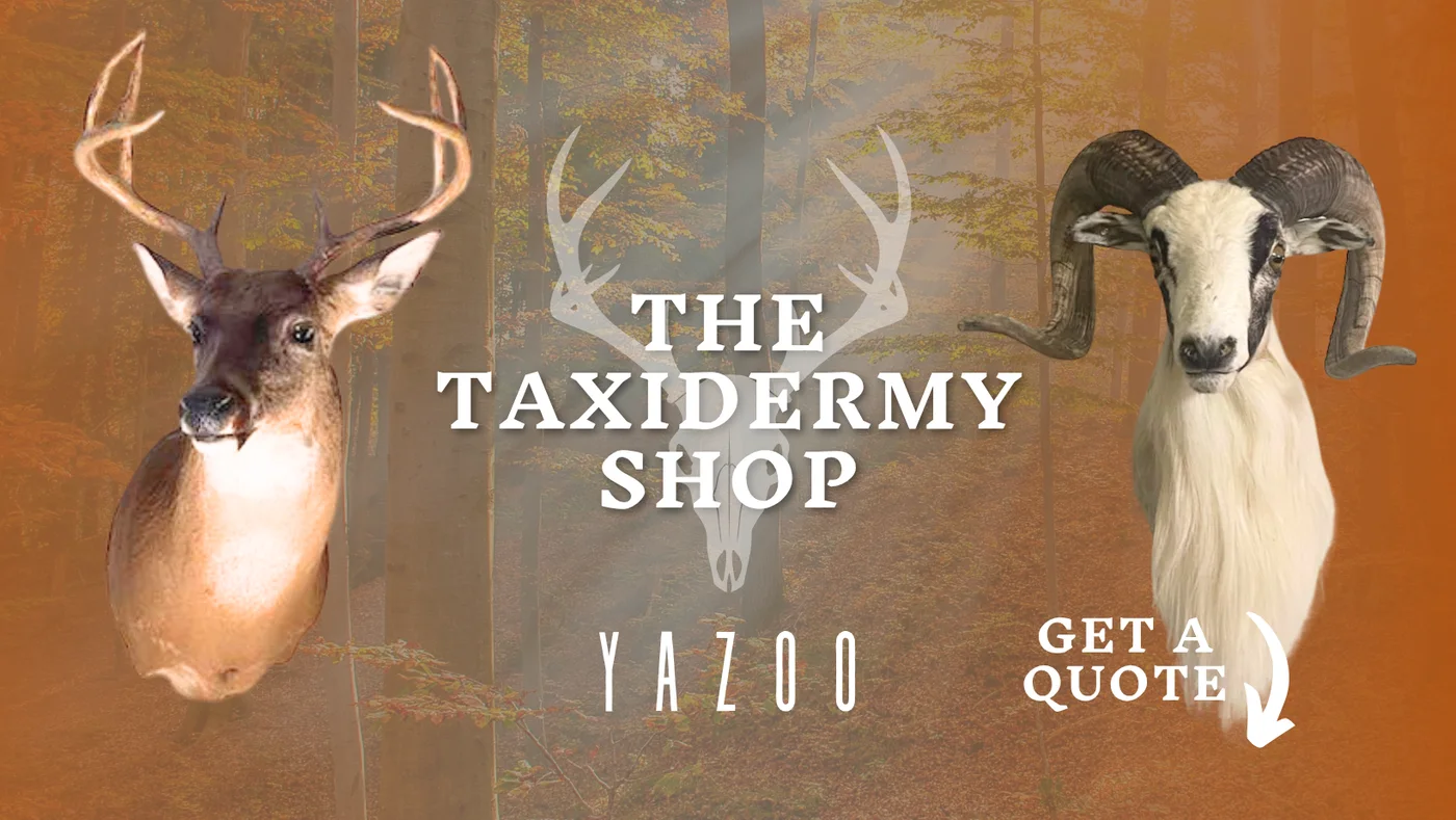 The Taxidermy Shop brand banner with deer and ram mounts, Yazoo MS